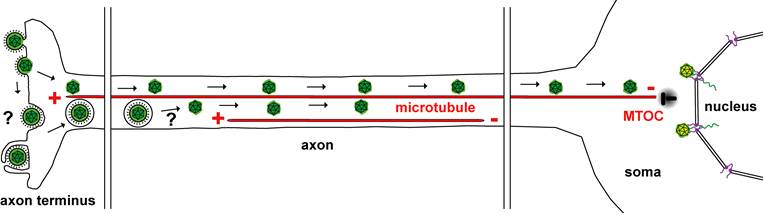 Axon